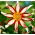Dalia - Windmill - GIGA paczka! - 50 szt.