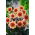 Dalia - Sunshine - GIGA paczka! - 50 szt.