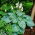 Funkia - Hosta Big Daddy - GIGA paczka! - 50 szt.