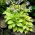 Funkia - Hosta August Moon - GIGA paczka! - 50 szt.