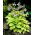 Funkia - Hosta August Moon - GIGA paczka! - 50 szt.