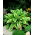 Funkia - Hosta Aureomarginata - GIGA paczka! - 50 szt.