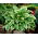 Funkia - Hosta Carol - duża paczka! - 10 szt.