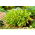 Funkia - Hosta Golden Tiara - GIGA paczka! - 50 szt.