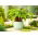 Funkia - Hosta Gooseberry Sundea - GIGA paczka! - 50 szt.