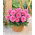 Dalia - Gallery Renoir - GIGA paczka! - 50 szt.