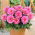 Dalia - Gallery Renoir - GIGA paczka! - 50 szt.
