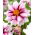 Dalia - Edge of Joy - GIGA paczka! - 50 szt.
