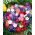 Petunia ogrodowa - mieszanka odmian - 800 nasion