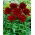 Piwonia, Paeonia - Red Charm - sadzonka - GIGA paczka! - 50 szt.