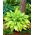 Funkia - Hosta Lady Guinevere - ciemnoróżowy kwiat - GIGA paczka! - 50 szt.