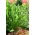 Funkia - Hosta Praying Hands - GIGA paczka! - 50 szt.