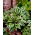 Funkia - Hosta Queen Josephine - GIGA paczka! - 50 szt.