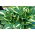 Funkia - Hosta Risky Business - GIGA paczka! - 50 szt.