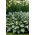 Funkia - Hosta Snake Eyes - GIGA paczka! - 50 szt.