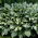 Funkia - Hosta Snake Eyes - GIGA paczka! - 50 szt.