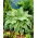 Funkia - Hosta Yellow River - GIGA paczka! - 50 szt.