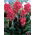 Kanna - Crimson Beauty - GIGA paczka! - 50 szt.