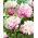 Piwonia, Paeonia - Peaches and Cream - sadzonka - GIGA paczka! - 50 szt.