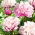 Piwonia, Paeonia - Peaches and Cream - sadzonka - GIGA paczka! - 50 szt.
