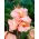 Kanna - Salmon Beauty - GIGA paczka! - 50 szt.