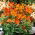 Alstremeria - Alstroemeria Orange King - GIGA paczka! - 50 szt.