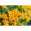 Alstremeria - Alstroemeria Lutea - duża paczka! - 10 szt.