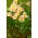 Alstremeria - Alstroemeria Majestic Layon - 1 szt.