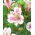 Alstremeria - Alstroemeria Majestic Fougere - 1 szt.