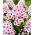 Floks (Phlox) - Płomyk wiechowaty - Younique Trendy - duża paczka! - 10 szt.