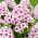 Floks (Phlox) - Płomyk wiechowaty - Younique Trendy - duża paczka! - 10 szt.