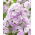 Floks (Phlox) - Płomyk wiechowaty - Cool Water - 1 szt.