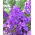 Floks (Phlox) - Płomyk wiechowaty - Blue Paradise - GIGA paczka! - 50 szt.