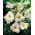 Liliowiec Longfields Beauty - GIGA paczka! - 50 szt.