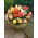 Begonia Pastel mix - 2 szt.