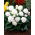Begonia wielokwiatowa - Multiflora Maxima - biała - 2 szt.
