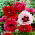 Mak wschodni - mix - 1 szt.