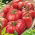 Pomidor malinowy - mieszanka odmian