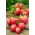 Pomidor Bawole Serce Oxheart - gruntowy Malinowy - 10 gram - 5000 nasion