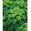 Jarmuż Halbhoher grüner krauser - 50 gram - 15000 nasion
