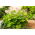 Funkia - Hosta Sum and Substance - GIGA paczka! - 50 szt.