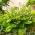 Funkia - Hosta Sum and Substance - GIGA paczka! - 50 szt.