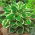 Funkia - Hosta Minute Man - GIGA paczka! - 50 szt.