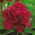 Piwonia, Paeonia - Madame Gaaudichau - sadzonka - GIGA paczka! - 50 szt.