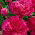 Piwonia, Paeonia - Felix Crouse - sadzonka - GIGA paczka! - 50 szt.