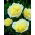 Piwonia, Paeonia - Prima Vera - sadzonka - GIGA paczka! - 50 szt.