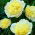 Piwonia, Paeonia - Prima Vera - sadzonka - GIGA paczka! - 50 szt.