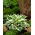 Funkia - Hosta Patriot - GIGA paczka! - 50 szt.