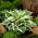 Funkia - Hosta Patriot - GIGA paczka! - 50 szt.