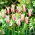 Tulipan Marilyn - GIGA paczka! - 250 szt.
